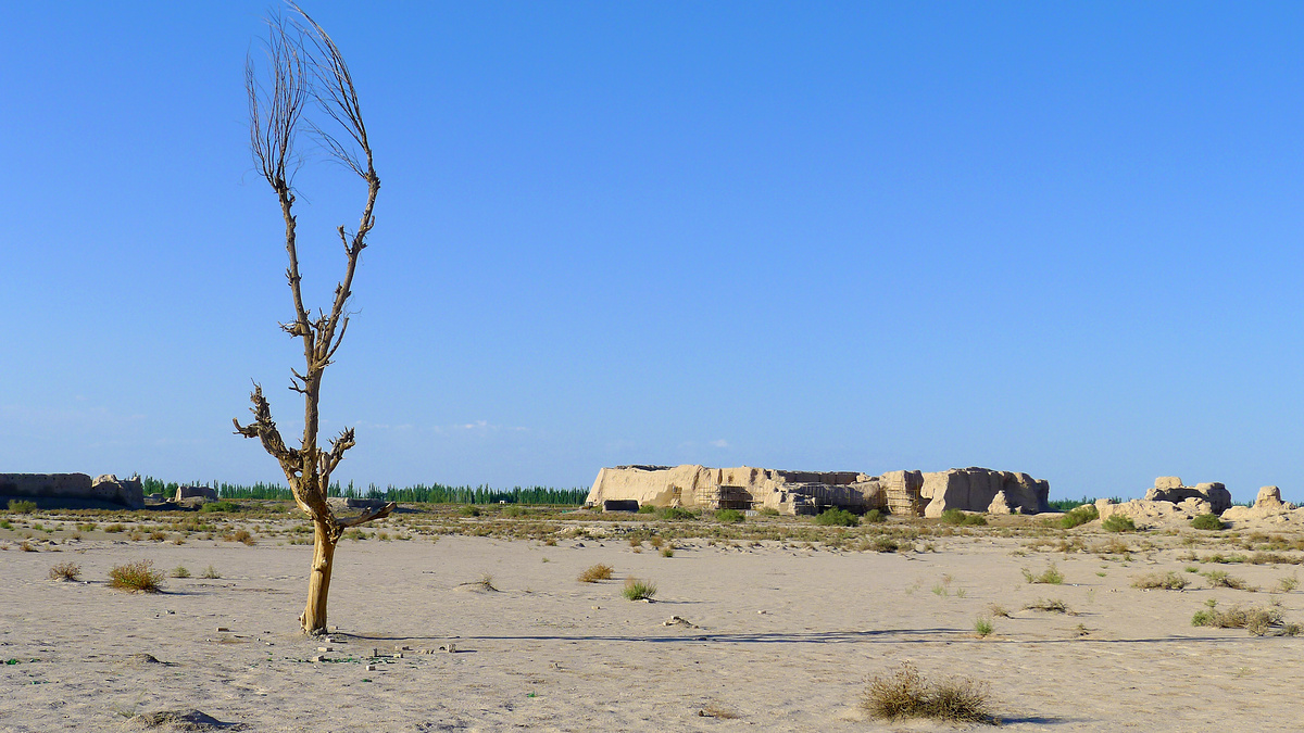A tree at Liugong Fort