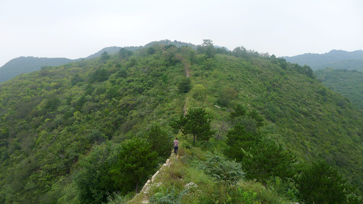 Great Wall overgrown by trees and bushes.