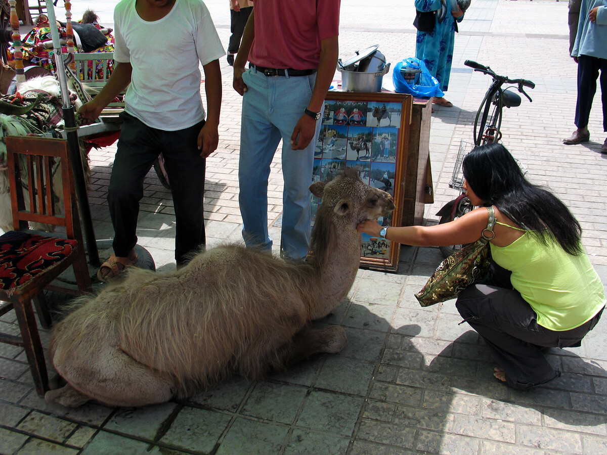 Patting a camel, Kashgar