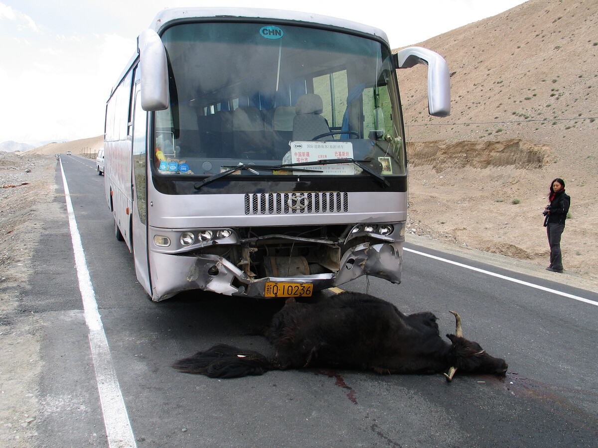 Yak/bus accident