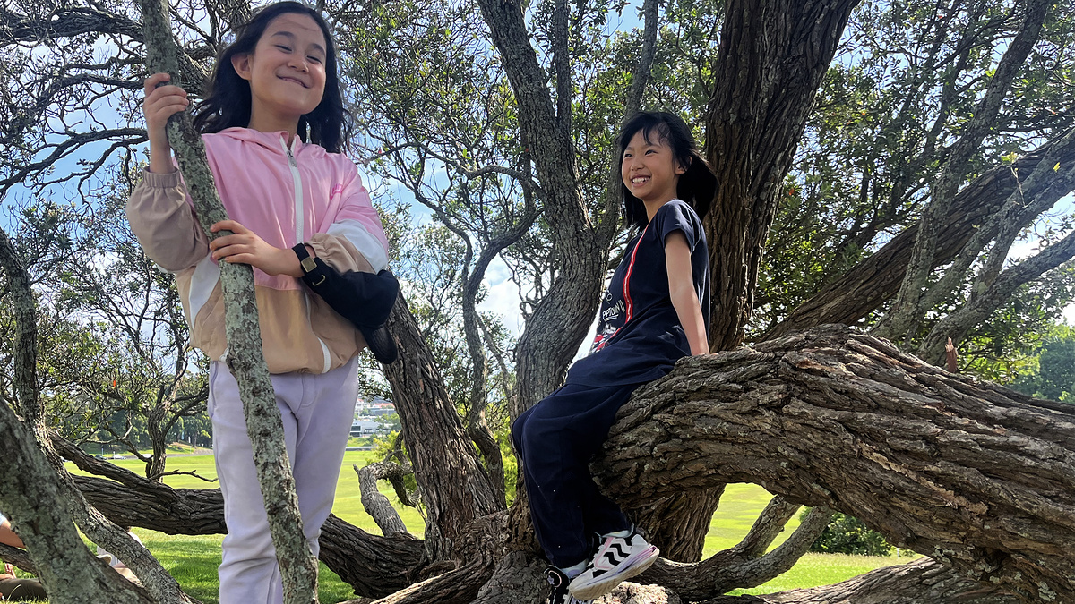 In a tree at the Auckland Domain