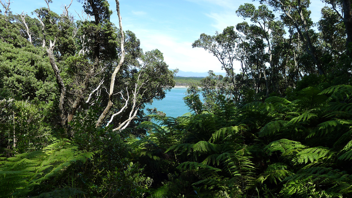 Mount Maunganui summit track