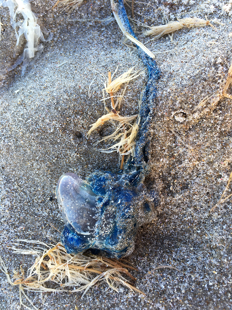 Blue bottle / Portuguese man o' war