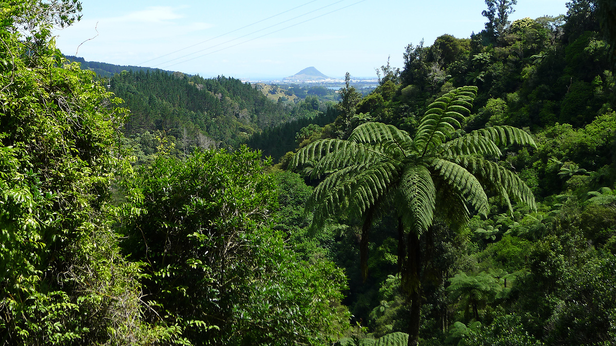 Native bush and Mt Maunganui