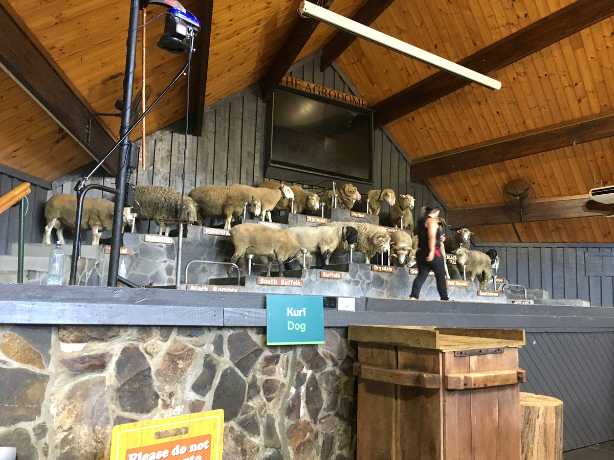 At the Agrodome, Rotorua