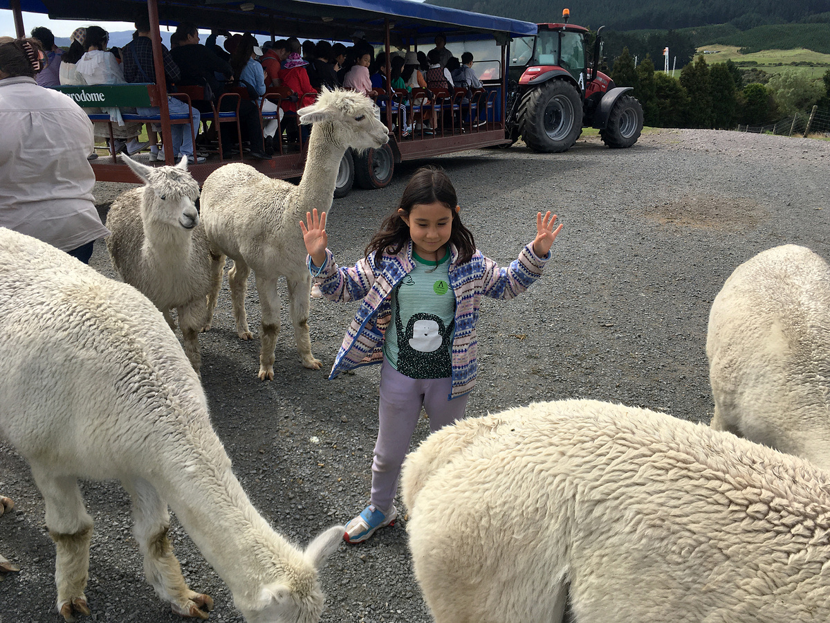 Little H and alpacas