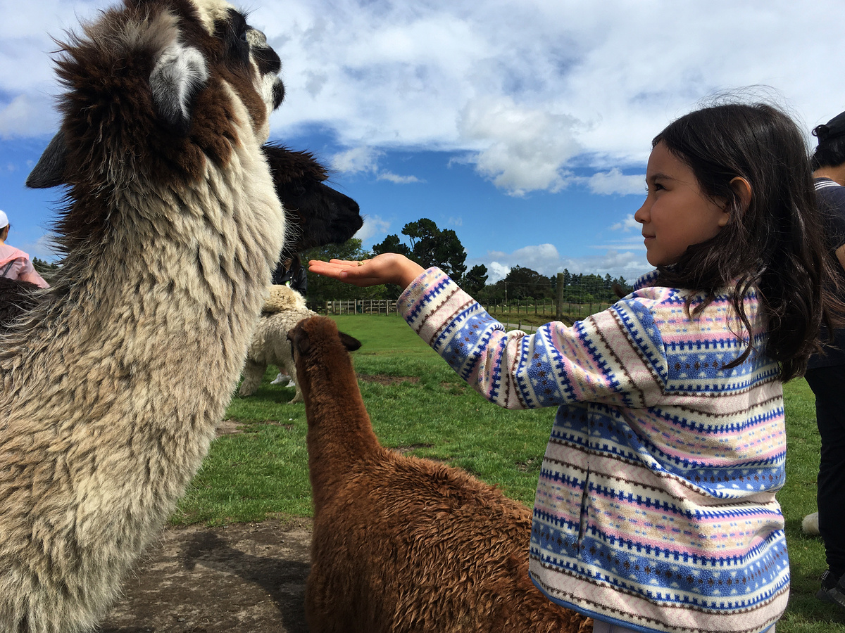 Little H and alpaca