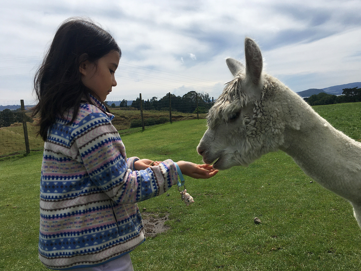 Little H and alpaca