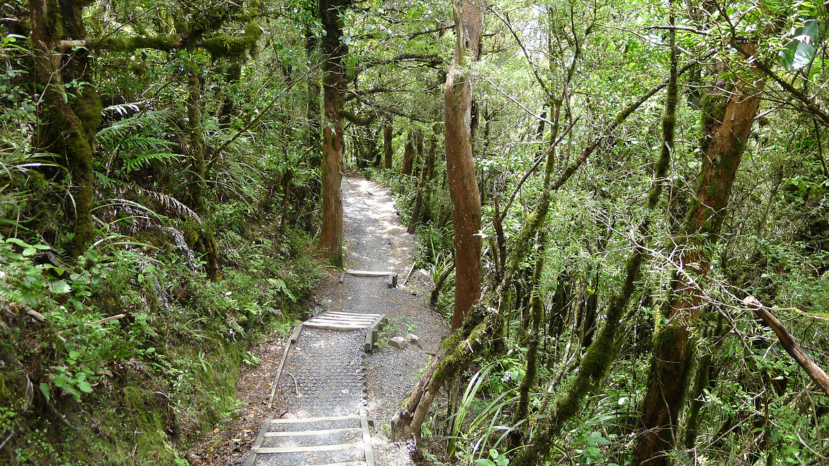 Okahukura Bush, Tongariro Alpine Crossing