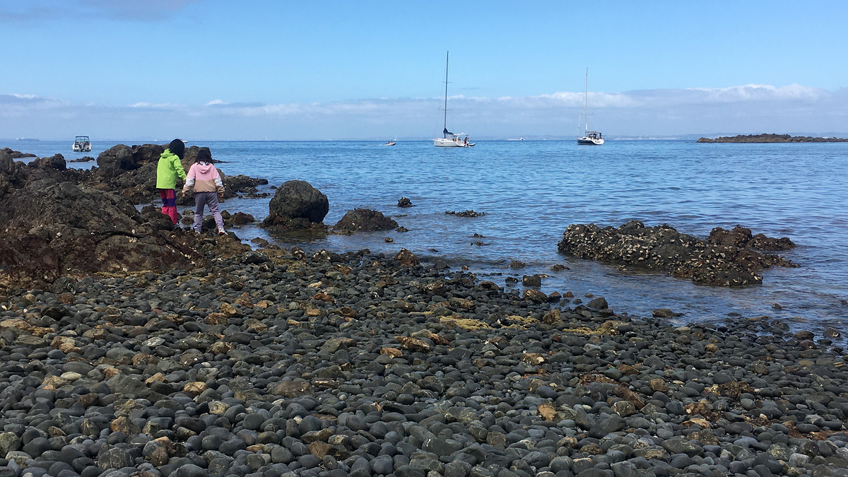 Rock pools near the wharf at Tiritri Matangi