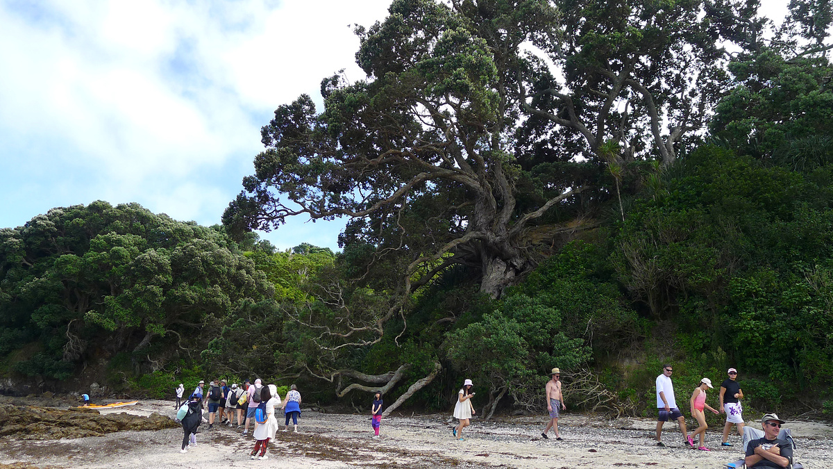 The giant pohutukawa at Hobbs Beach