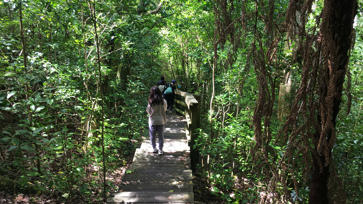 Into the forest on the Kawerau Track.