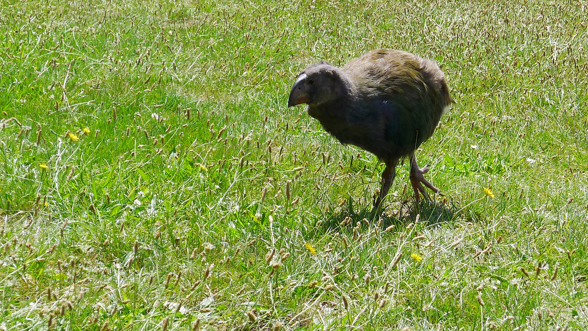 Takahe