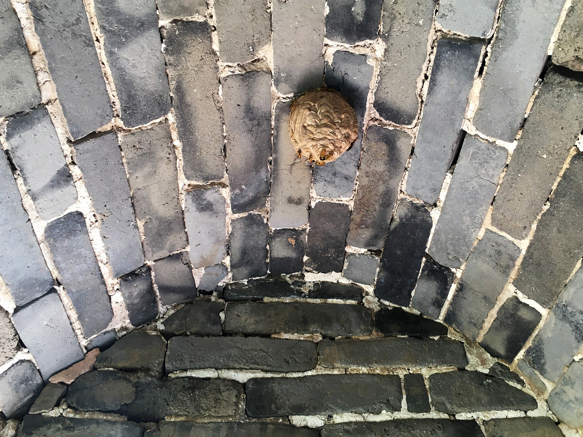 Hornet nest inside Great Wall tower.