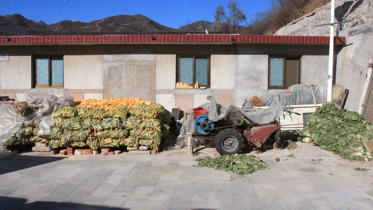 Cabbages and corn stacked in the courtyard of a village house.