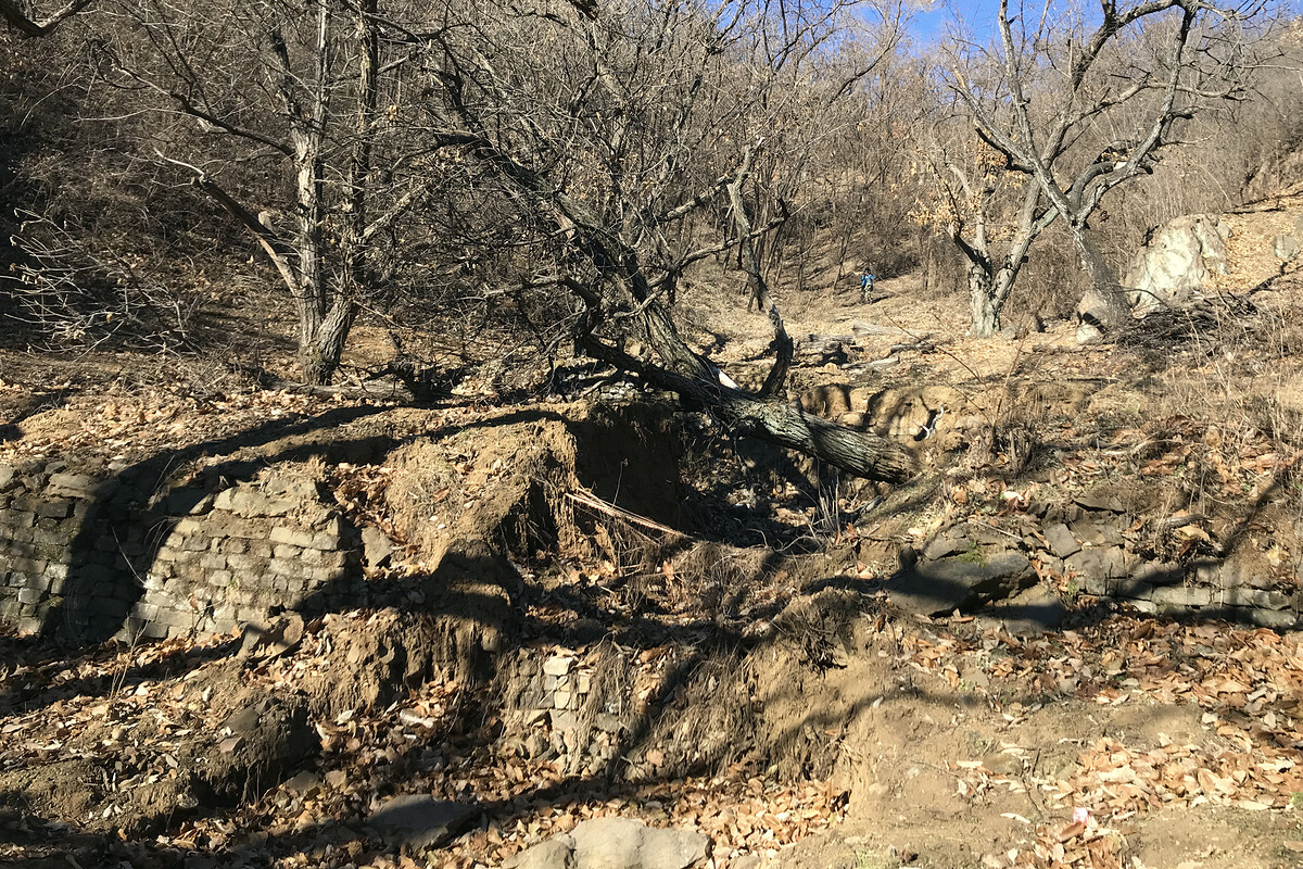 Terraces in chestnut orchards