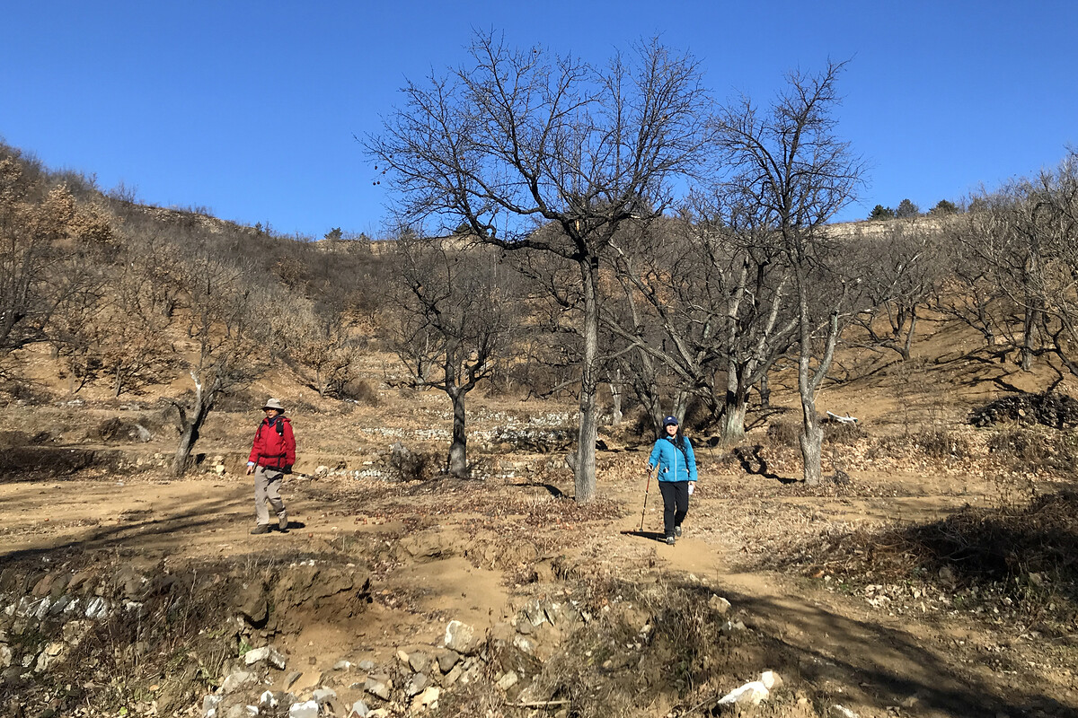 Great Wall on a ridge above chestnut orchards.